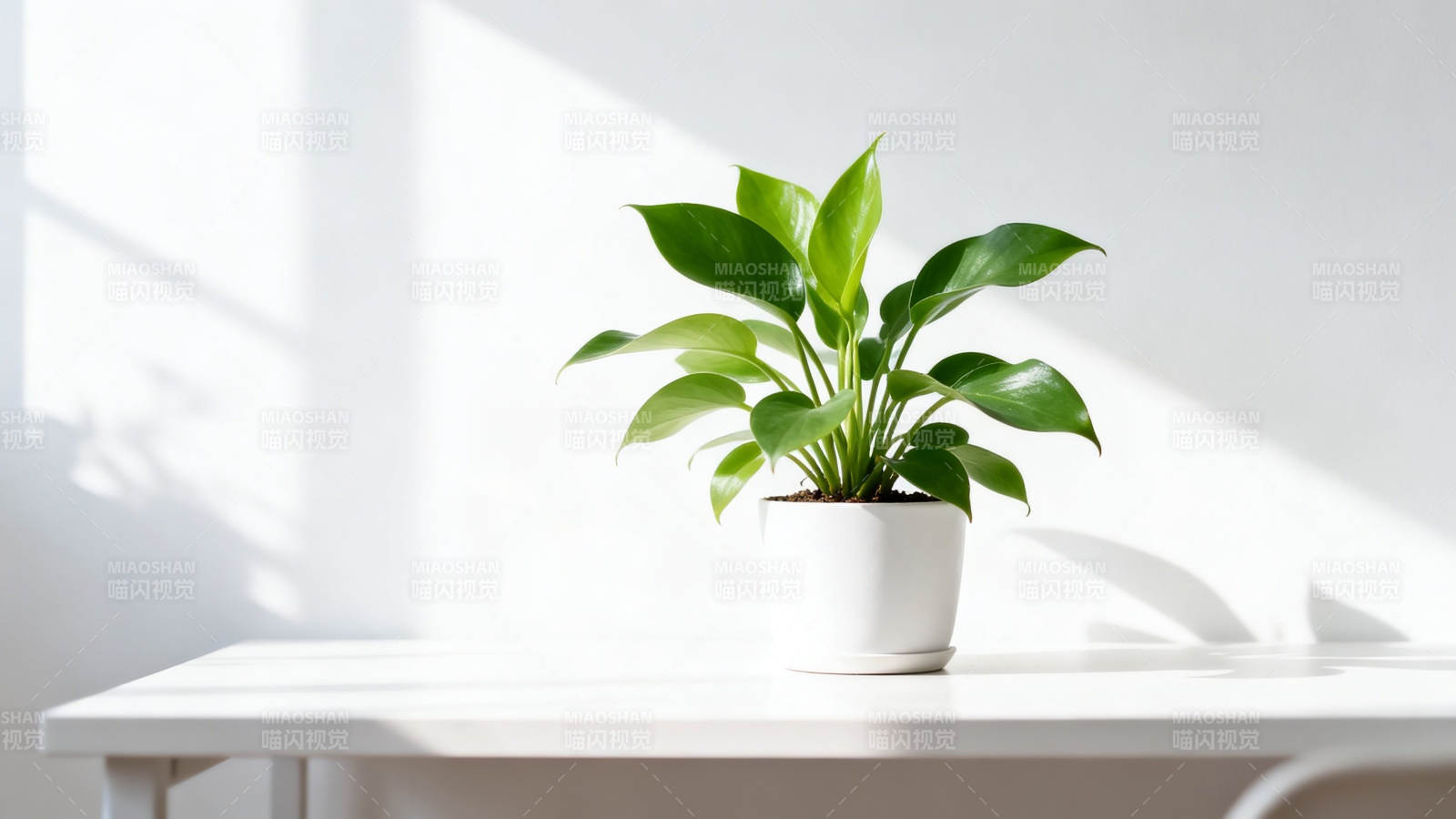 阳光下的绿植盆栽图片