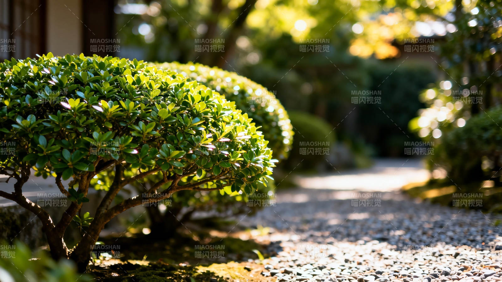 日式庭院小径 绿意盎然图片