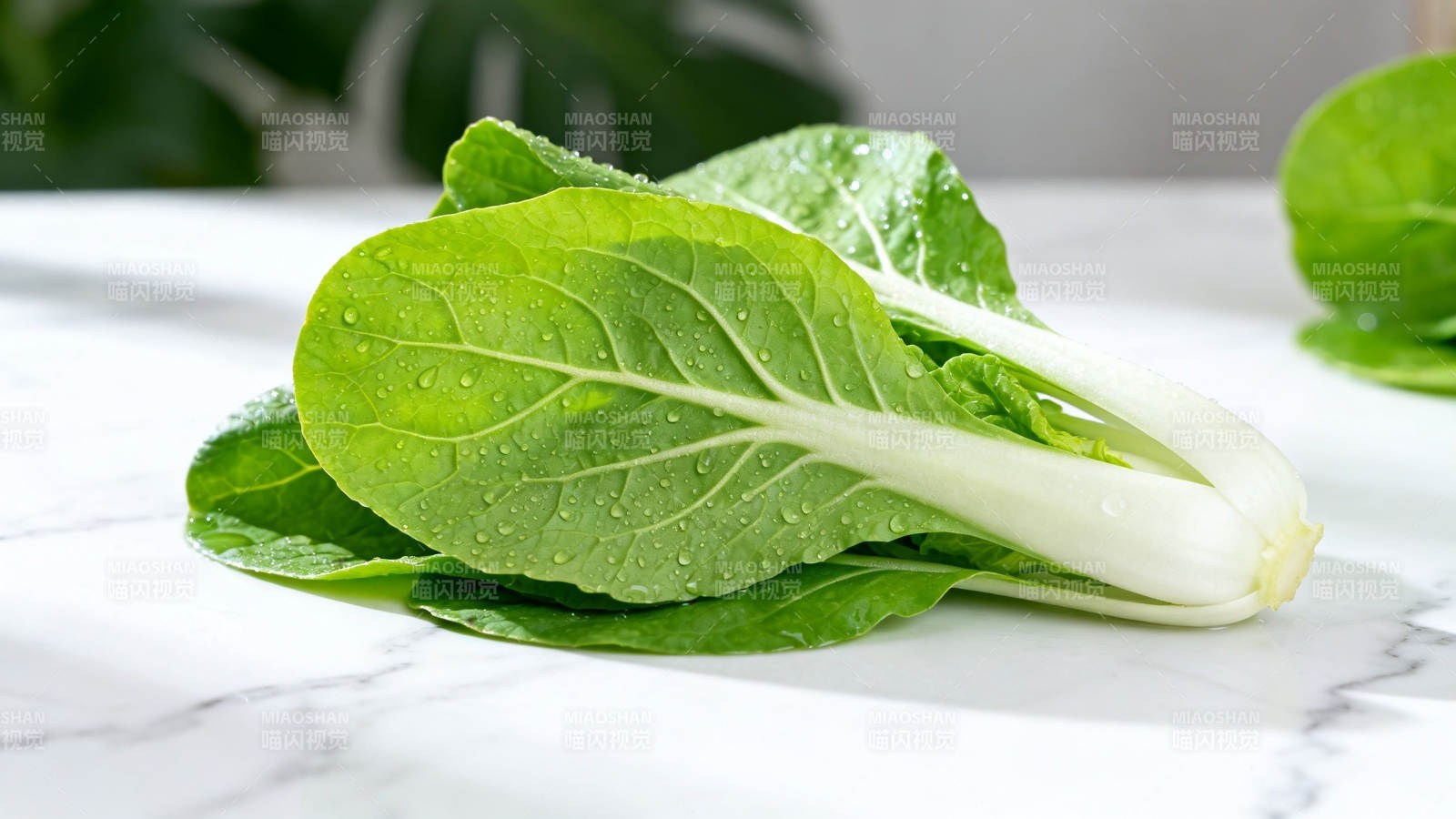 新鲜小白菜 翠绿欲滴图片