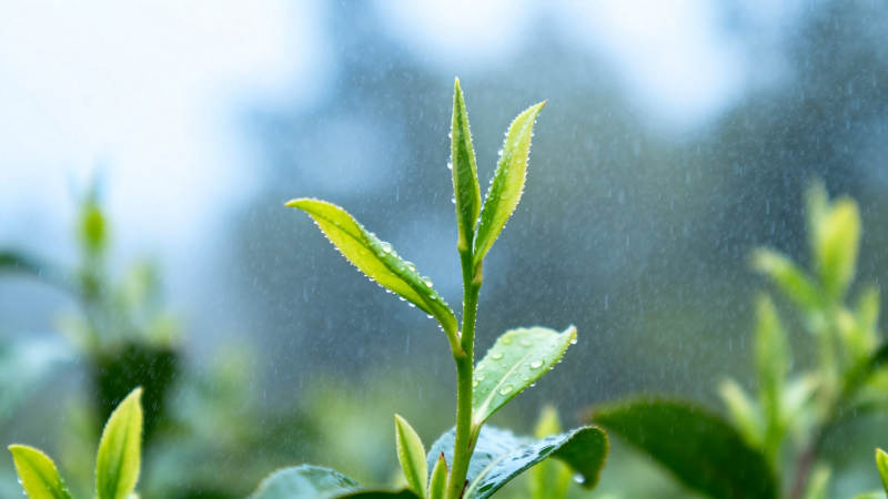 雨后嫩茶芽 清新自然美图片