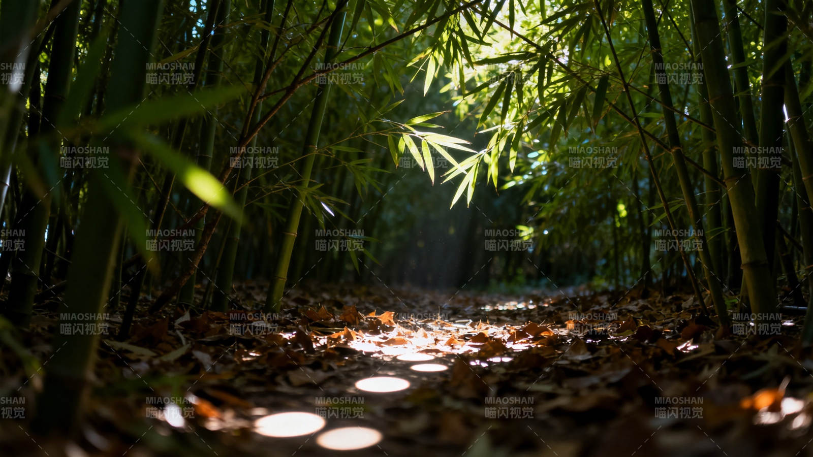 竹林小径 光斑洒落图片