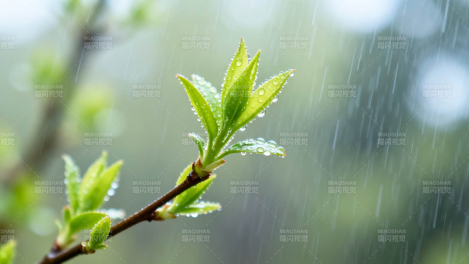 春雨润新芽 生机盎然时图片