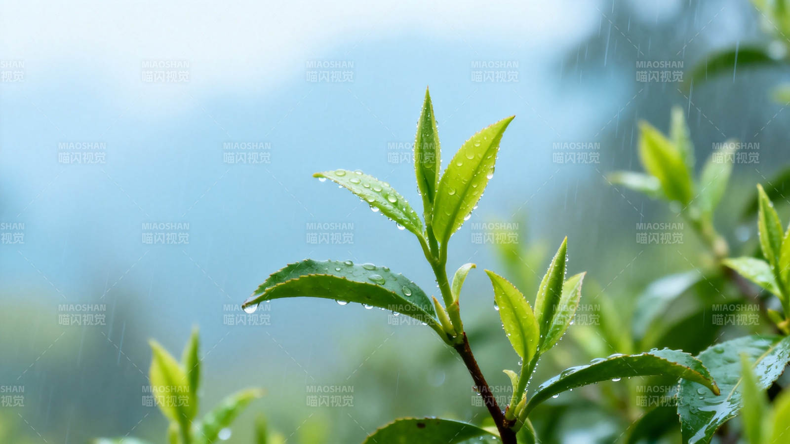 雨润新茶 嫩叶含珠图片