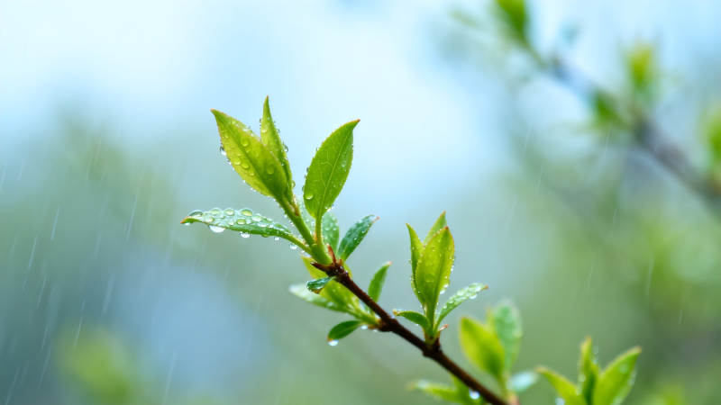 春雨润新芽 生机盎然时图片