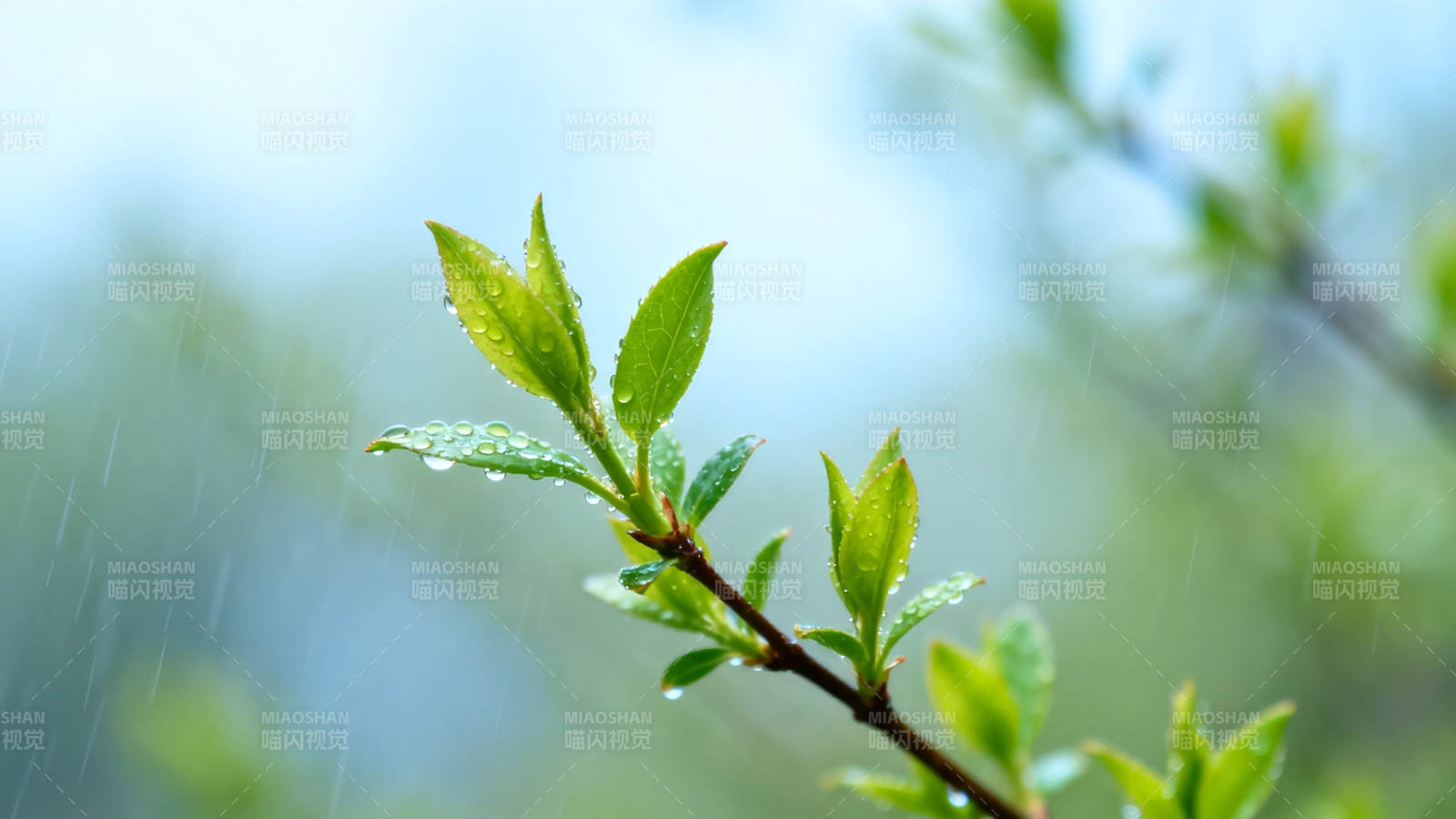 春雨润新芽 生机盎然时图片