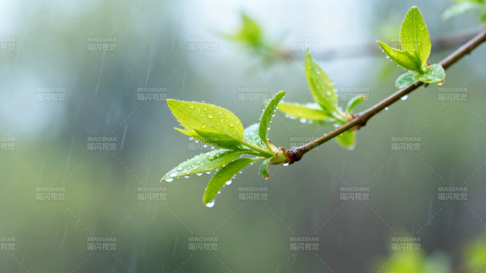 春雨润新芽 嫩绿挂枝头图片