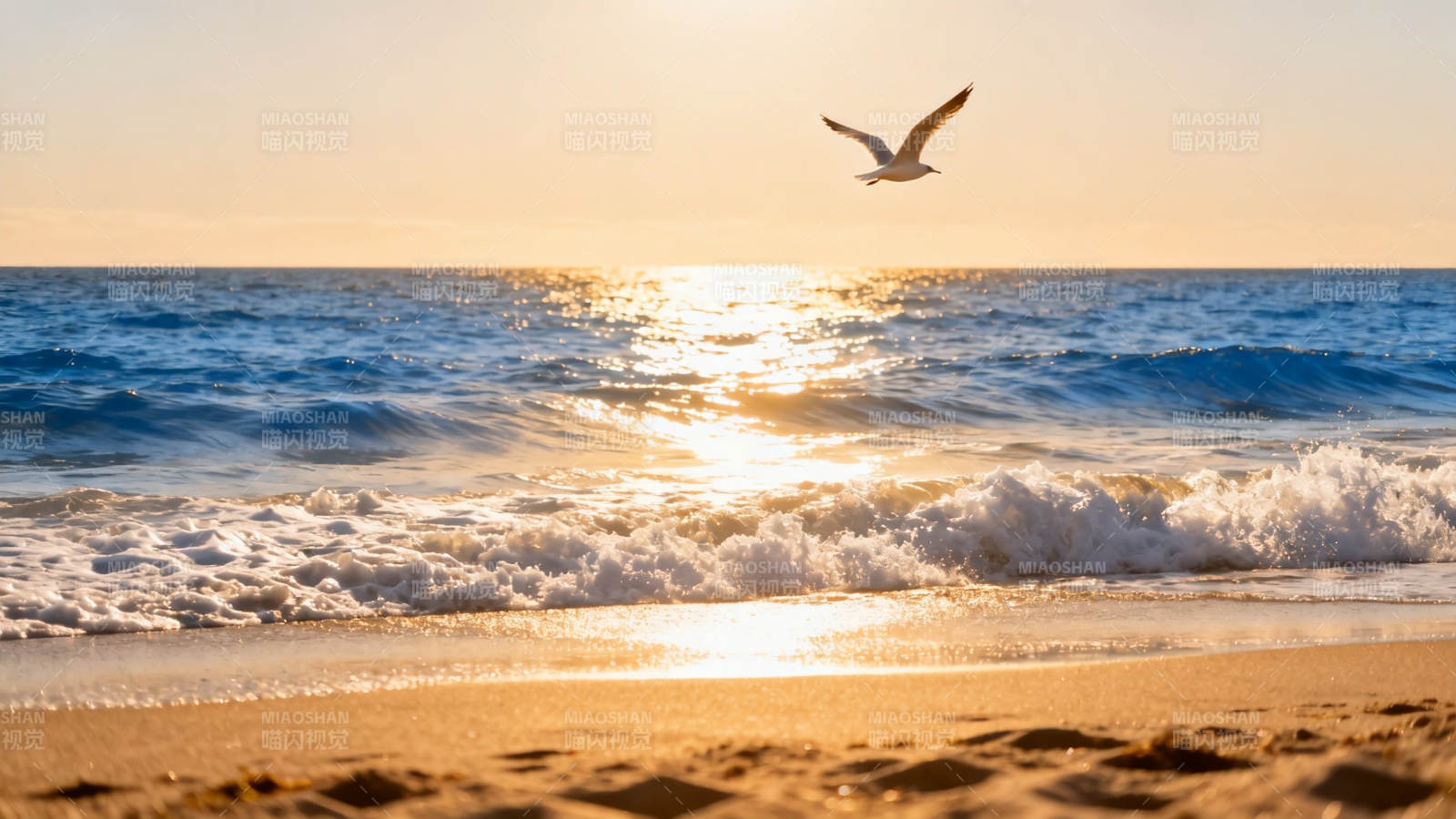 夕阳海鸥伴浪归图片
