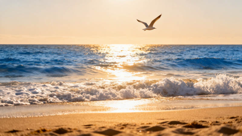 夕阳海鸥伴浪归图片