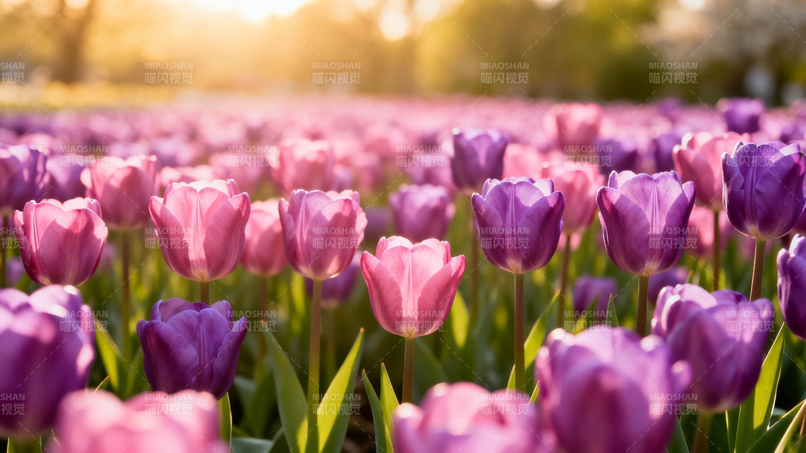 春日郁金香花海图片