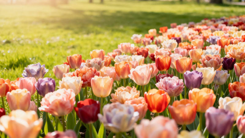 春日花海 绚烂 tulip 绽放图片