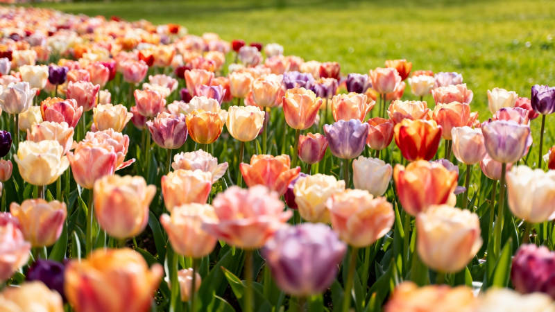 春日花海  tulip 盛放图片