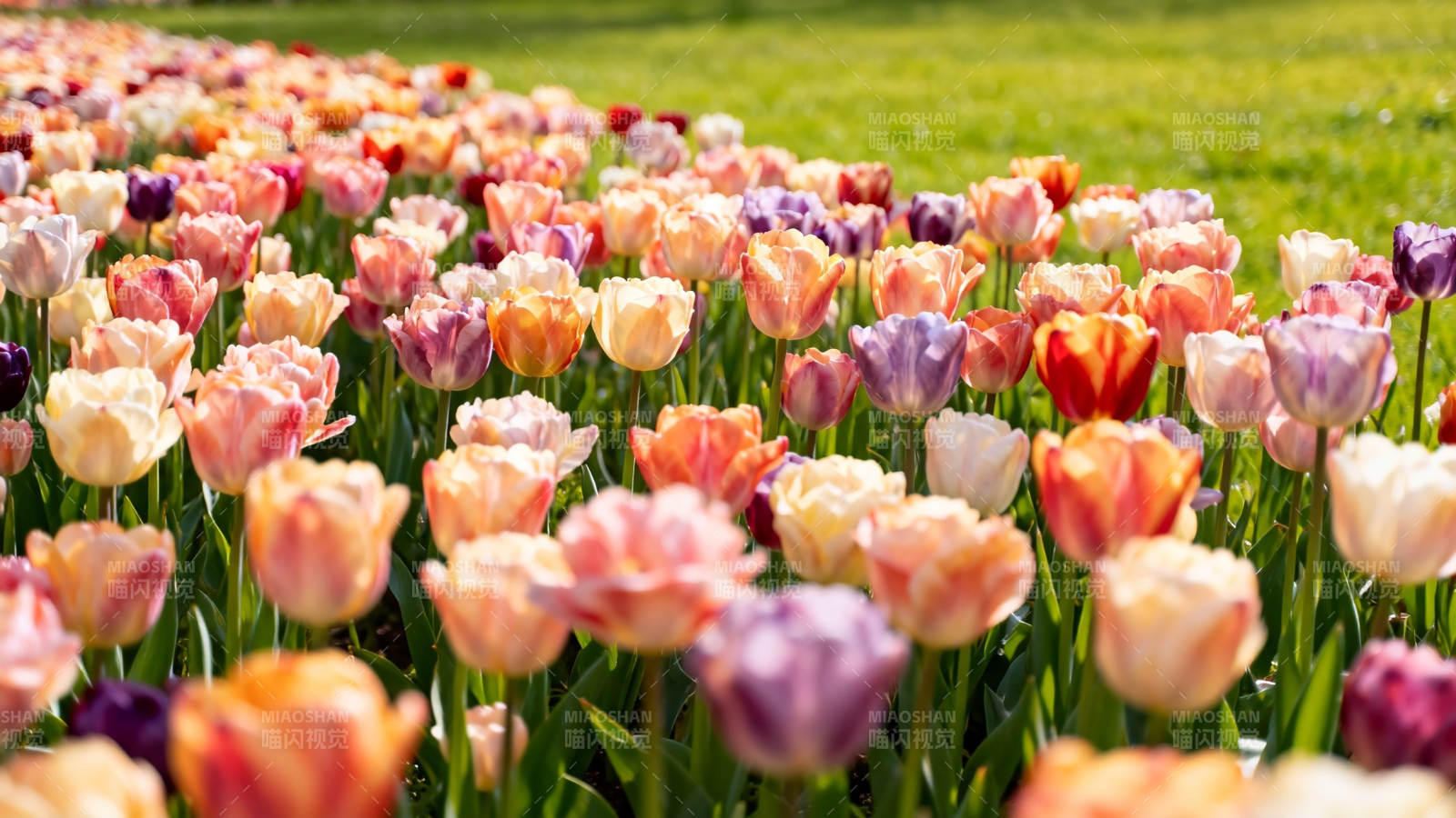 春日花海  tulip 盛放图片