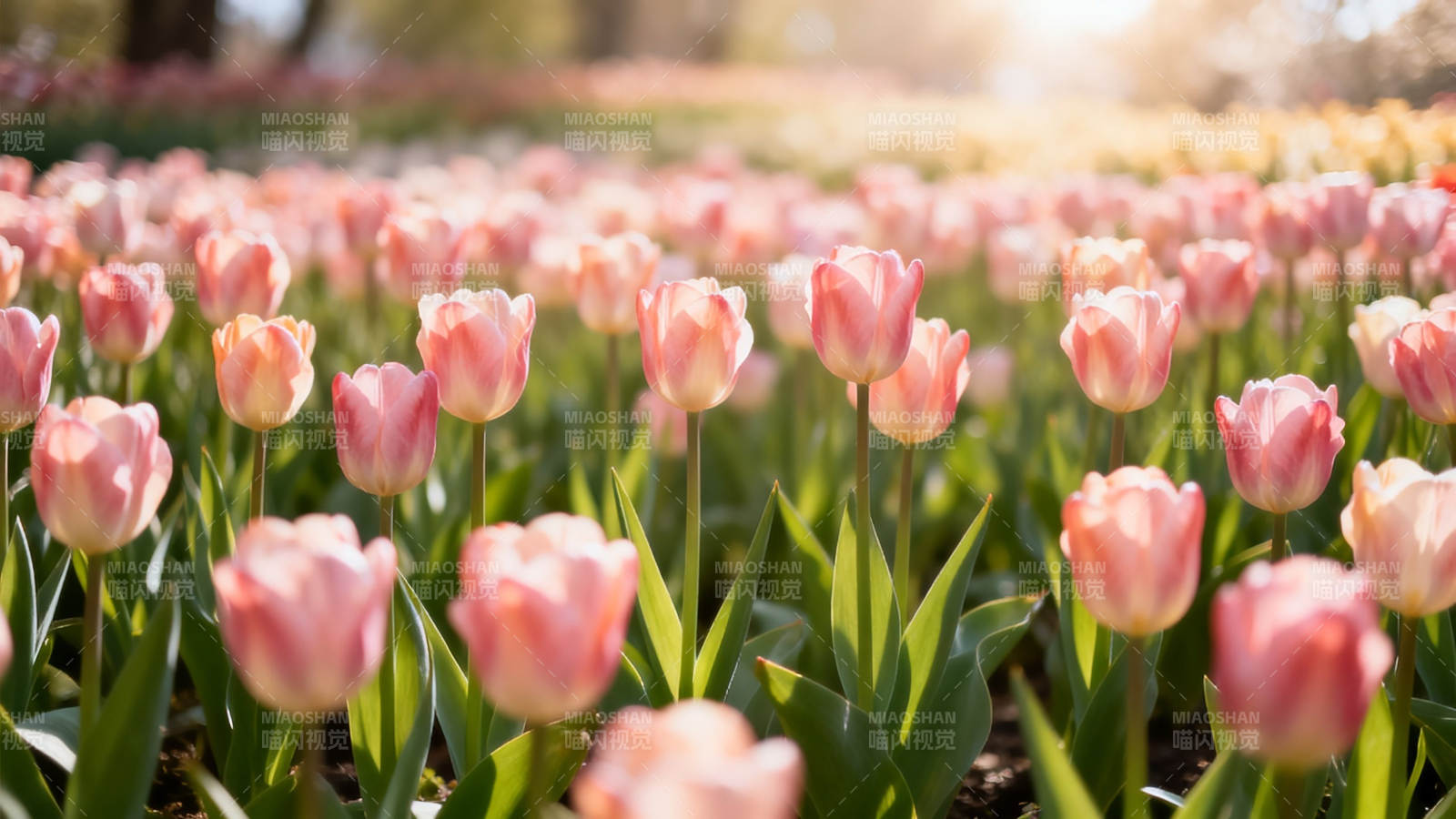 春日粉 tulip 花海盛放图片