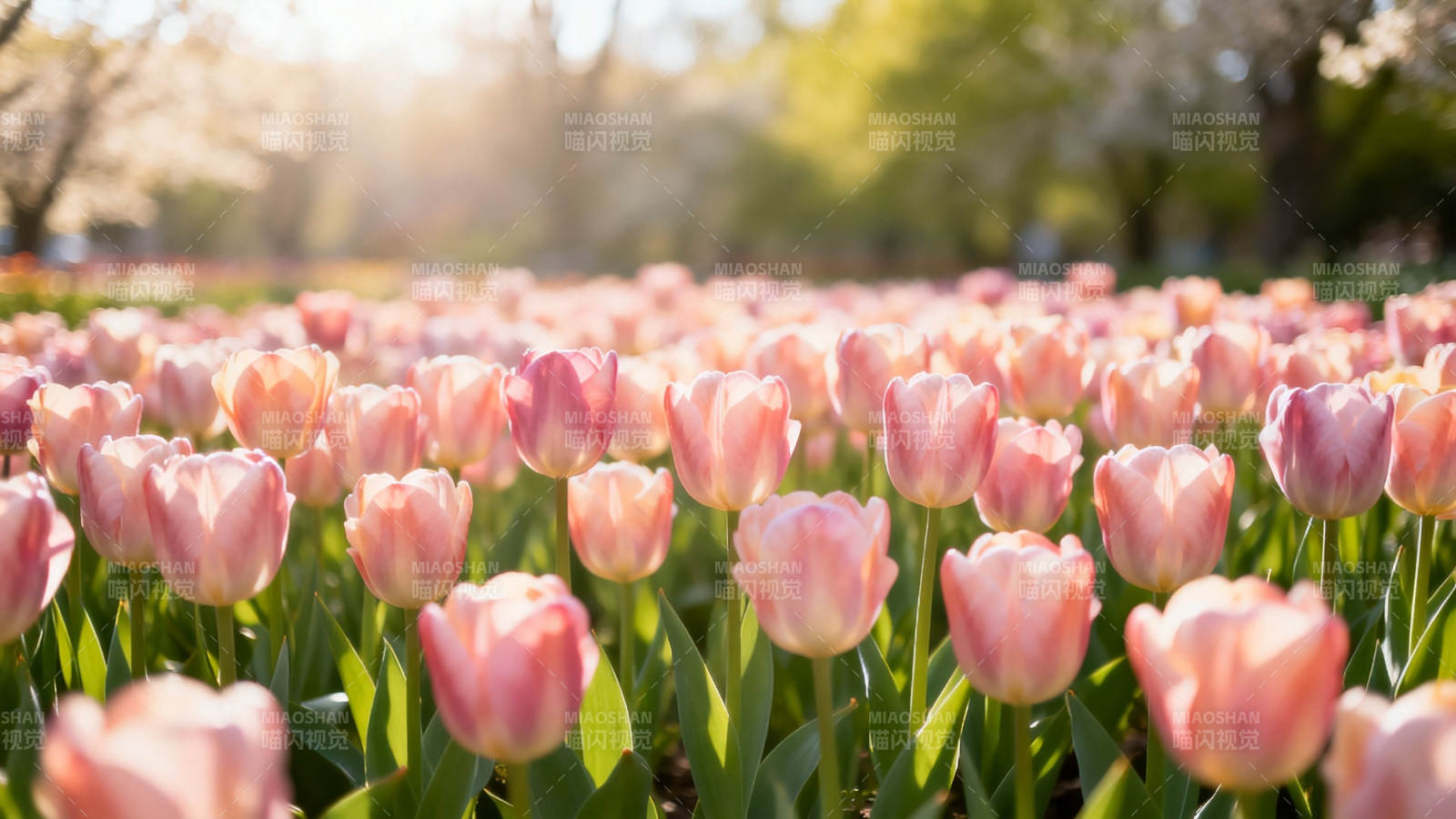 春日粉 tulip 花海暖阳下图片