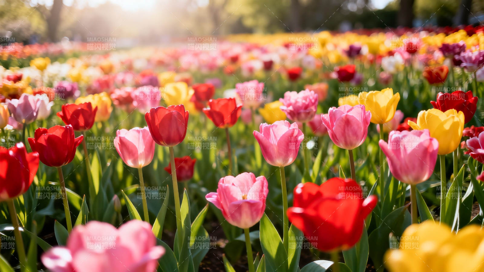 春日花海  tulip 绽放如霞图片