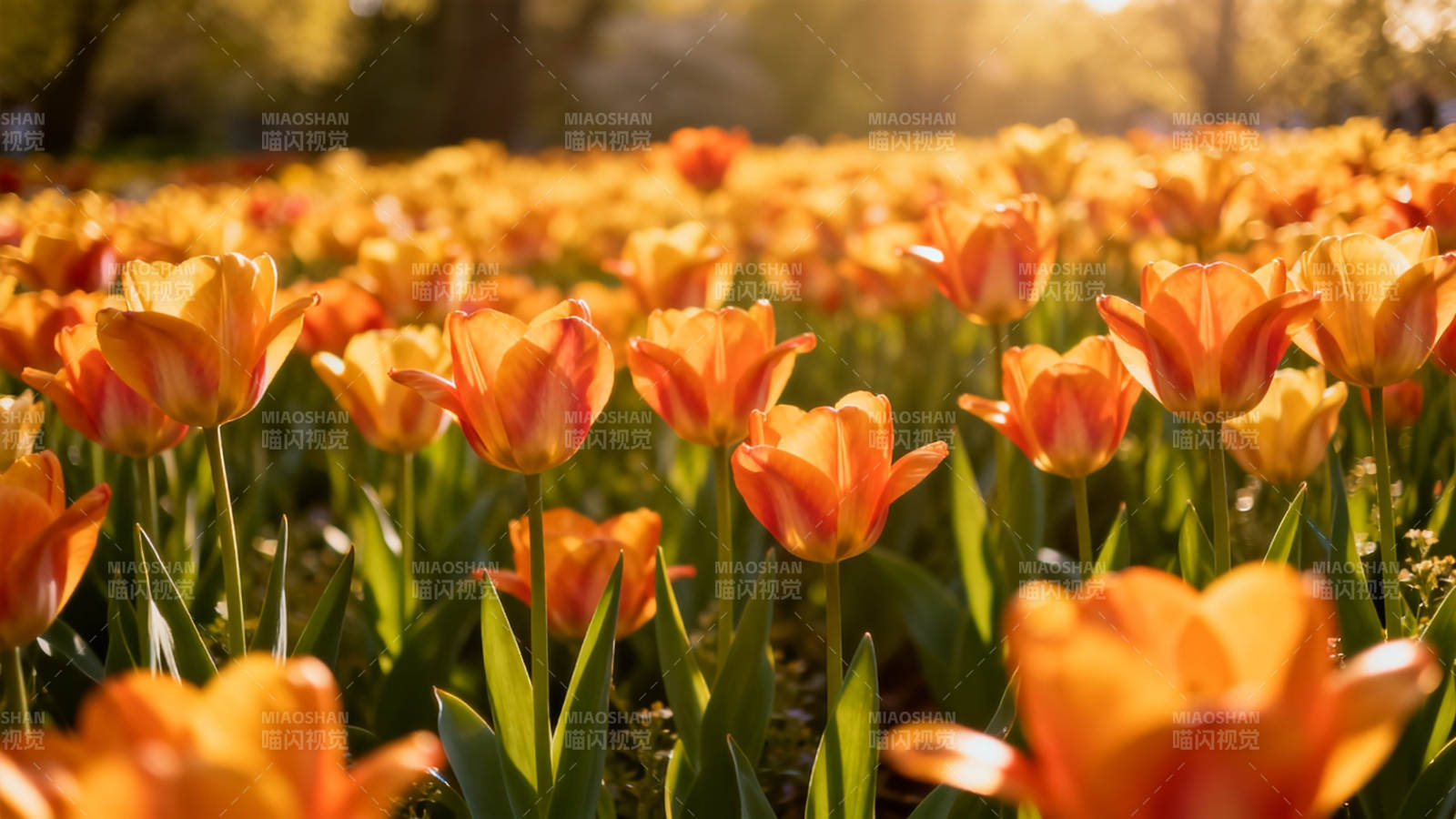 夕阳下的橙色郁金香花海图片