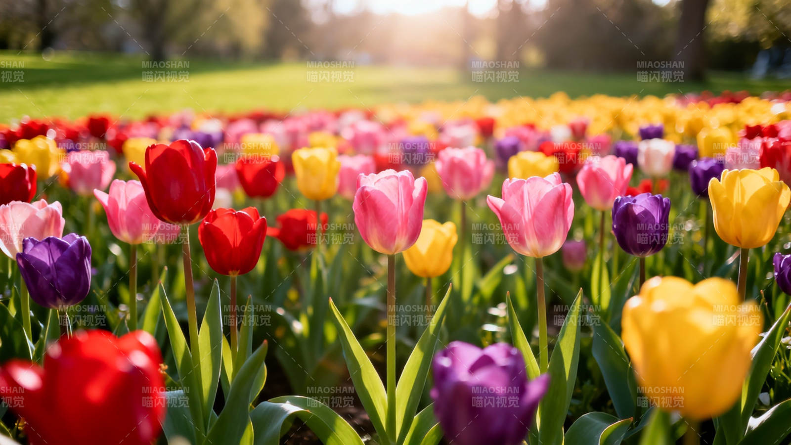 春日花海 绚烂 tulip 绽放图片
