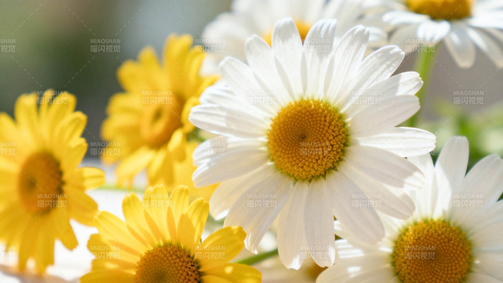 白黄雏菊 阳光下的温柔绽放图片