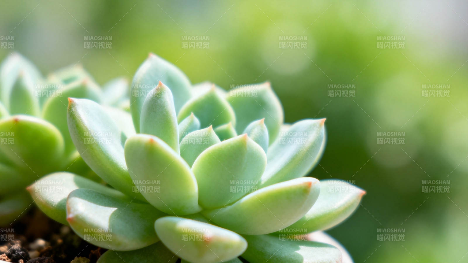 青翠多肉 清新自然美图片