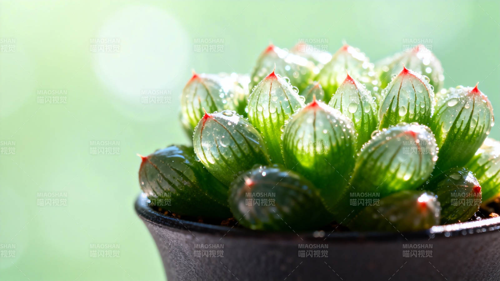 晶莹多肉 绿意盎然图片