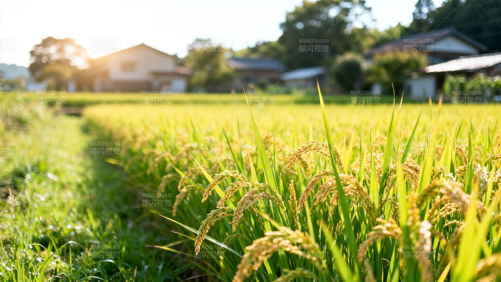 金黄稻田映夕阳图片