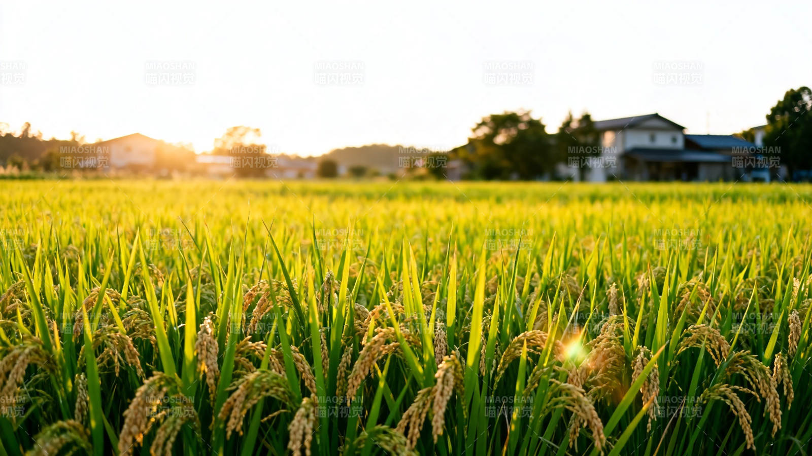 夕阳下的金黄稻田图片