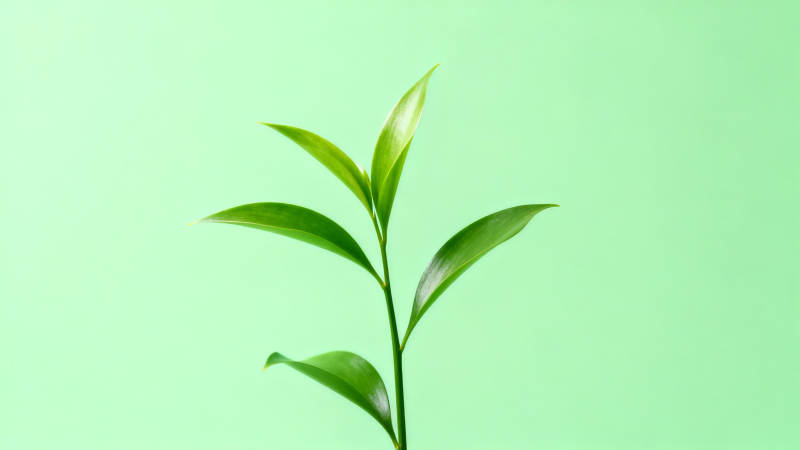 嫩绿新芽 生机盎然图片