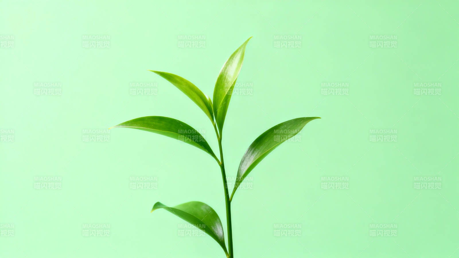 嫩绿新芽 生机盎然图片