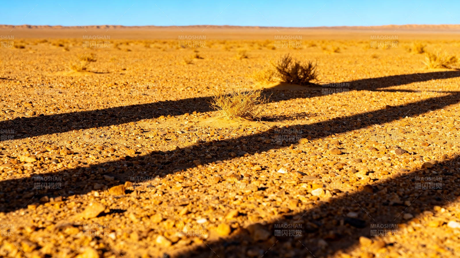 荒漠斜影 孤草映金阳图片