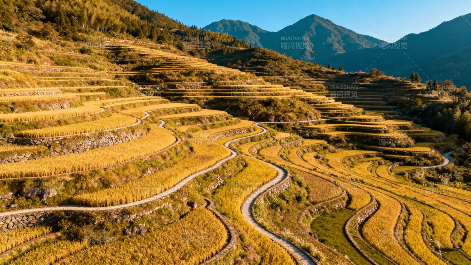 金秋梯田 山峦叠翠如画图片
