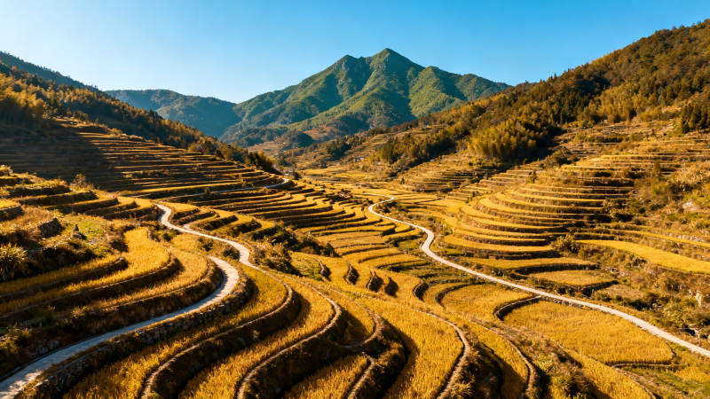 金秋梯田 山峦如画图片