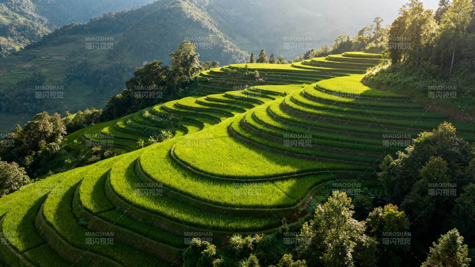 青山梯田 绿意盎然图片
