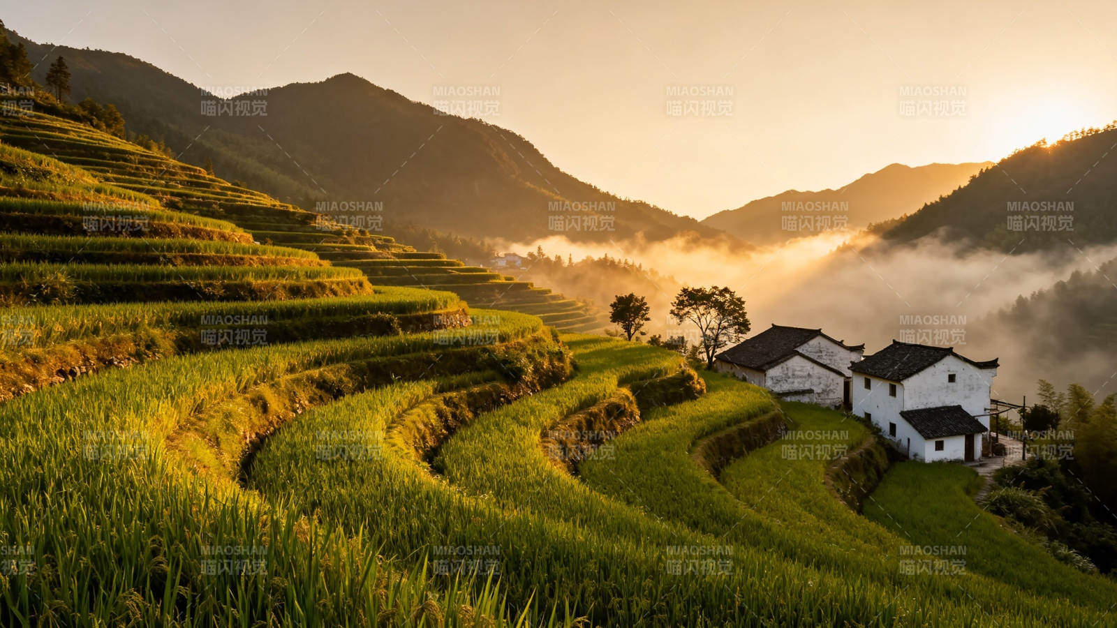 晨雾梯田 白屋隐青山图片