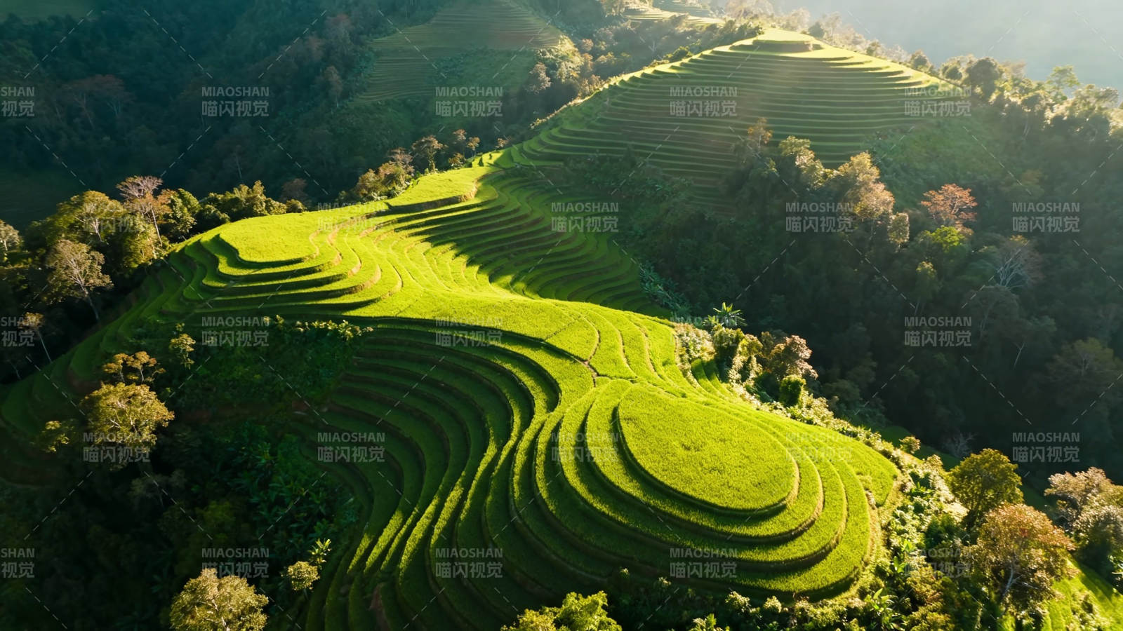 青山梯田 绿意盎然图片