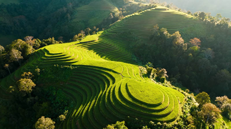 青山梯田 绿意盎然图片