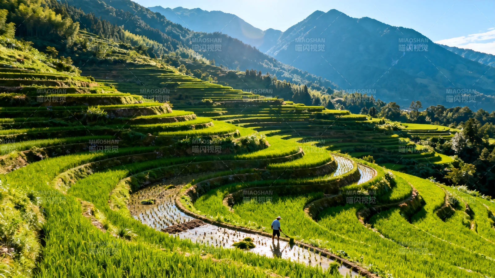 青山梯田 一人独行图片