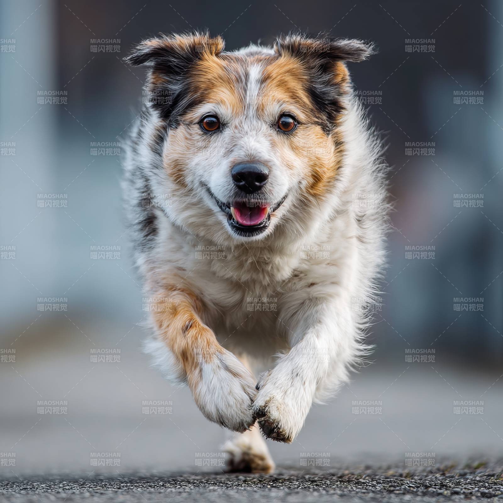 快乐奔跑的边境牧羊犬图片