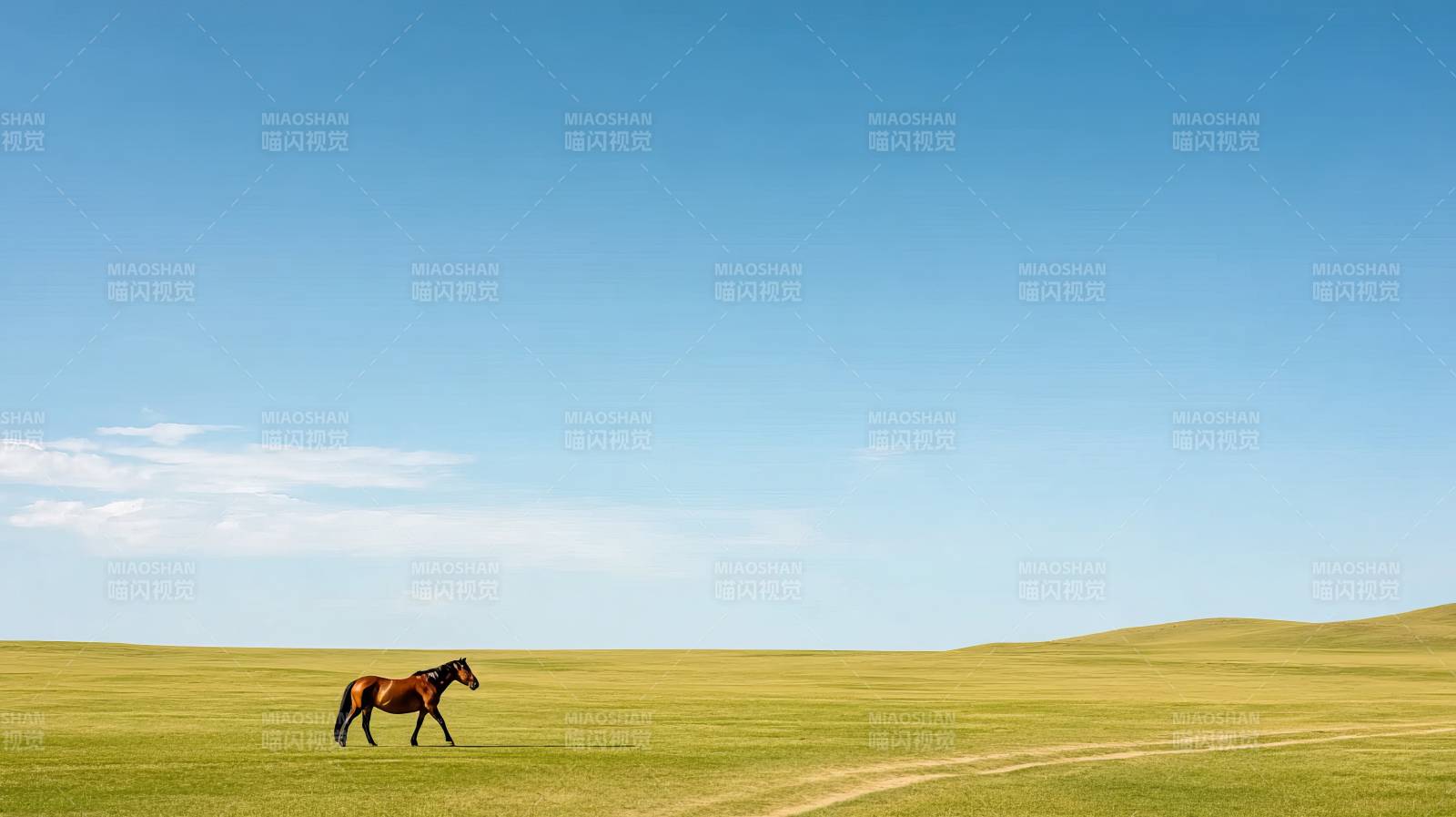 草原骏马独行图图片