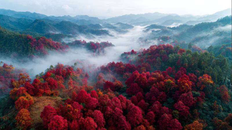 秋山红遍 云海缭绕图片