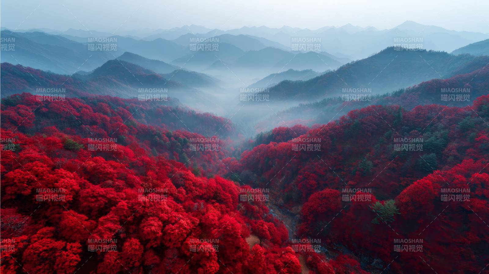红枫漫山 雾锁千重岭图片