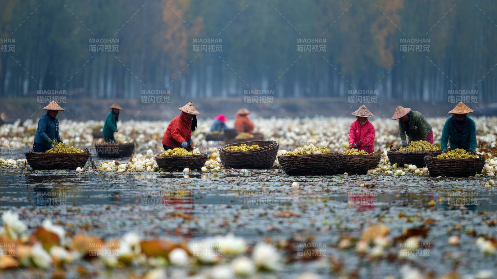 采莲女泛舟湖上采菱角图片