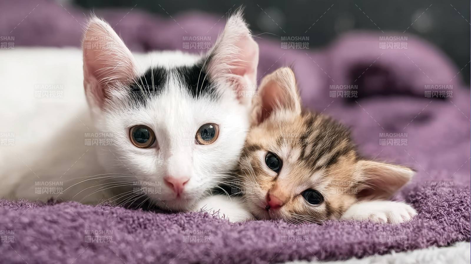 双猫依偎 萌化人心图片