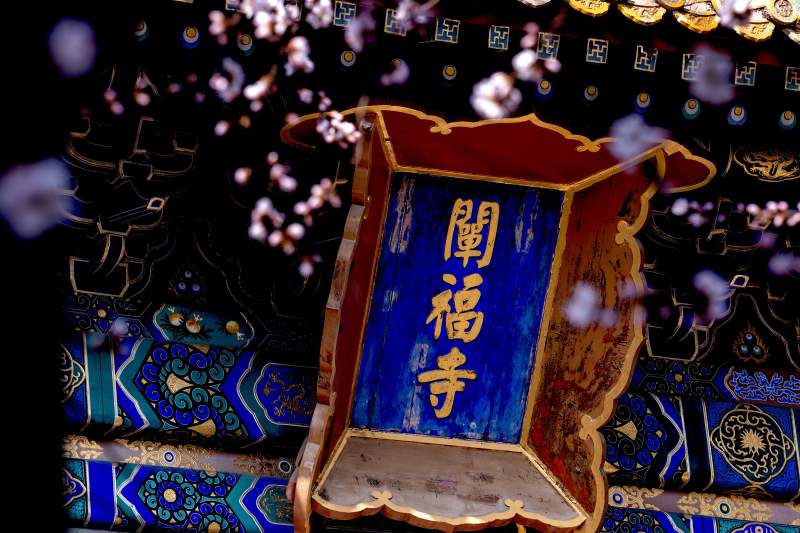 北海公园阐福寺匾额映花影图片