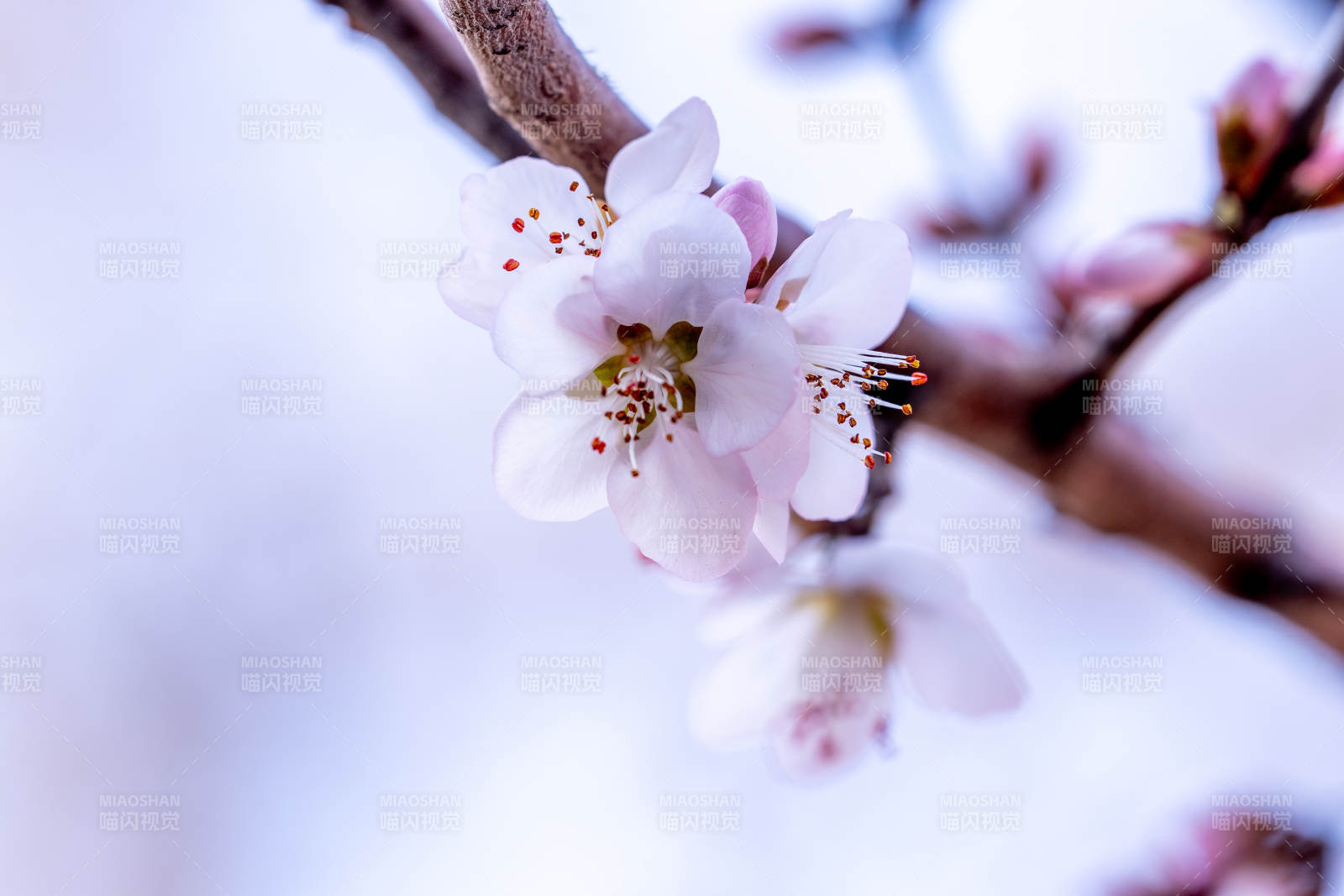 春花初绽 粉白娇嫩枝头开图片