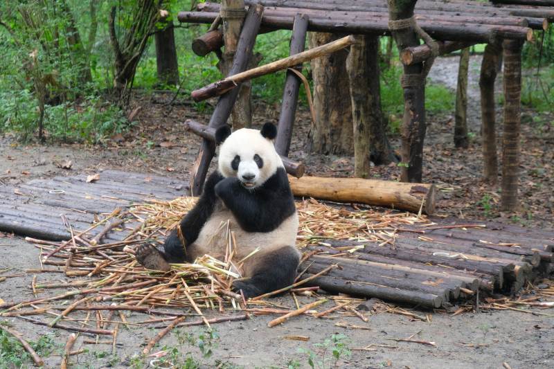 熊猫坐地啃竹 憨态可掬图片