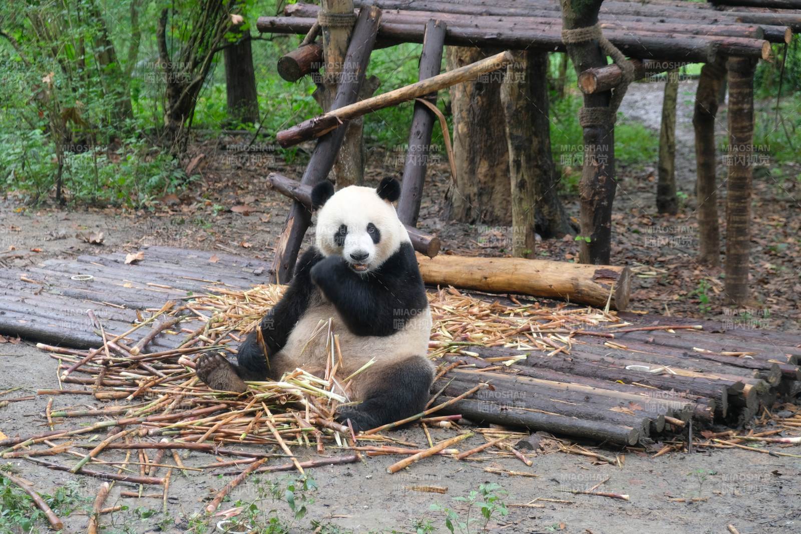 熊猫坐地啃竹 憨态可掬图片