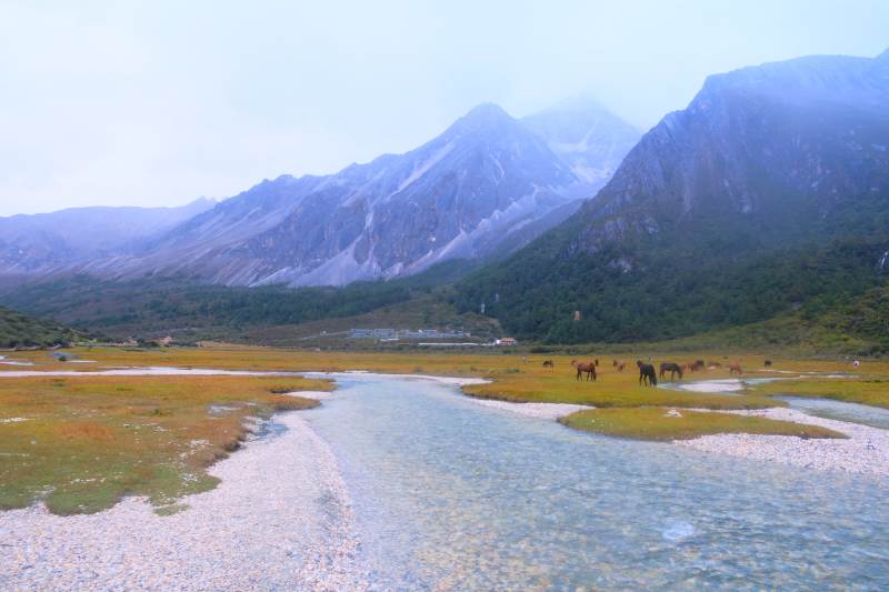 雪山溪流牧马图图片