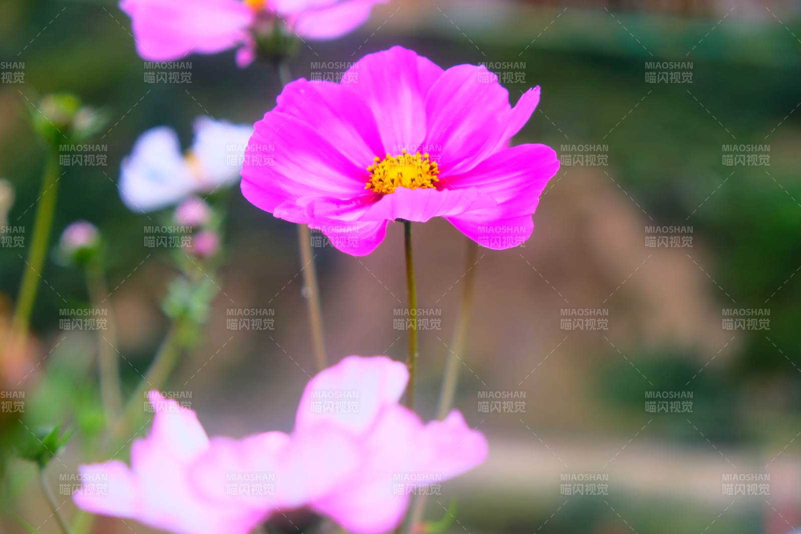 粉花绽放 春意盎然图片