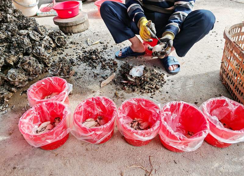 海边分拣海蛎子装袋图片