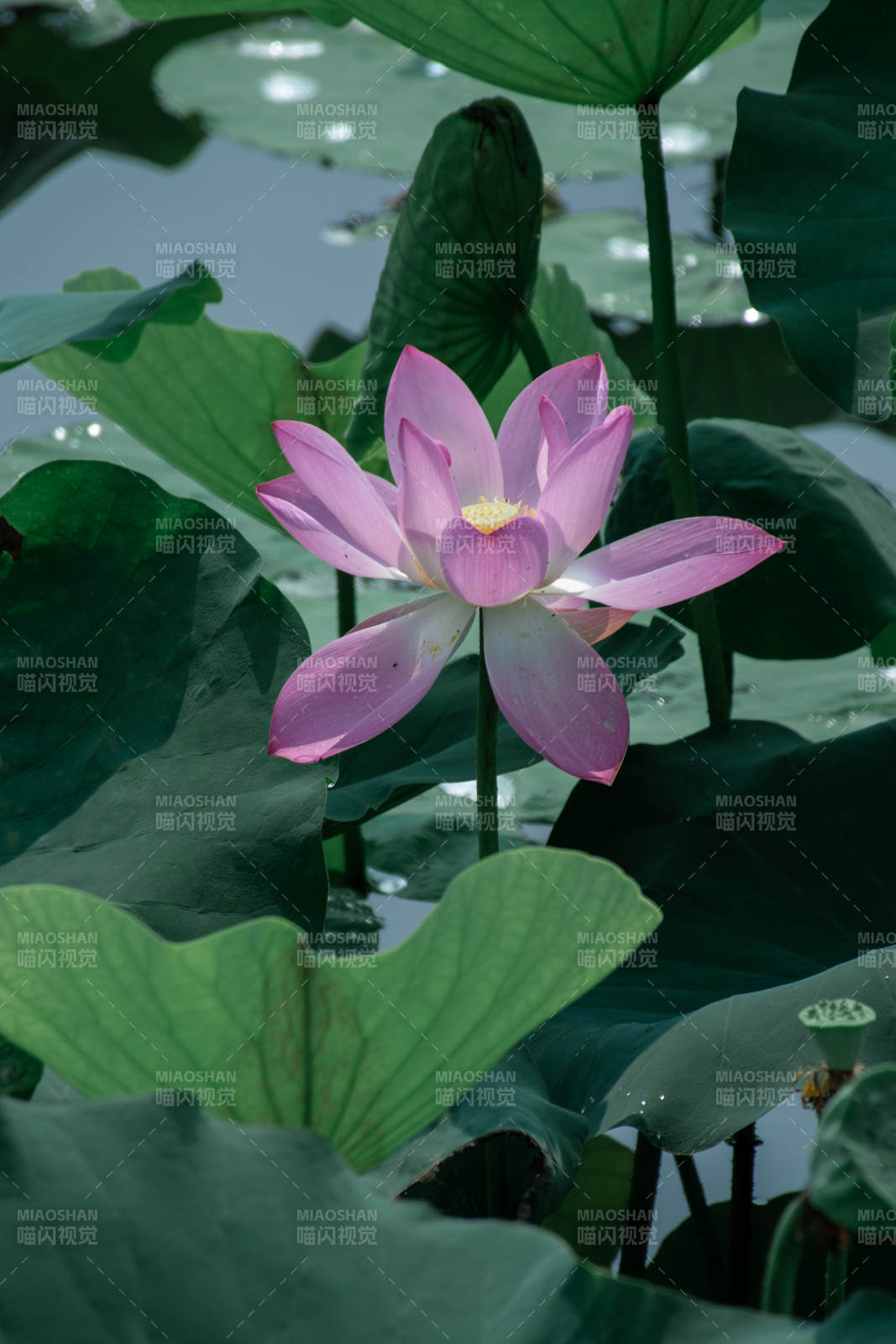 粉莲映碧叶 静谧池塘景图片